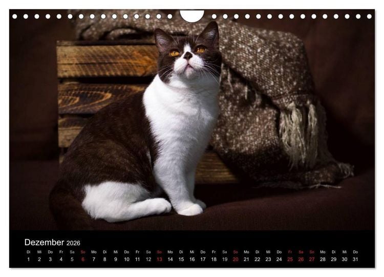 Produktbild: Schokoladige Britisch Kurzhaar Katzen (Wandkalender 2026 DIN A4 quer), CALVENDO Monatskalender