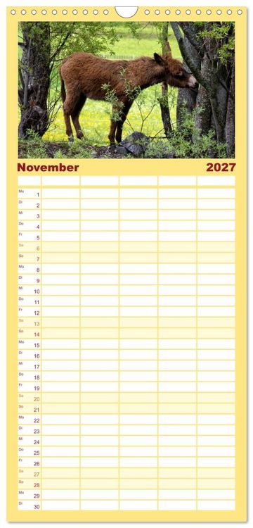 Produktbild: Familienplaner 2027 - Liebenswerte Esel mit 5 Spalten (Wandkalender, 21 x 45 cm) CALVENDO