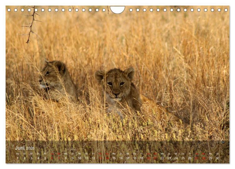Produktbild: Ostafrika - Tansania und Kenia hautnah (Wandkalender 2026 DIN A4 quer), CALVENDO Monatskalender
