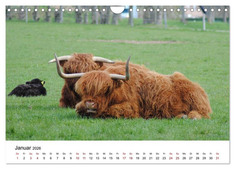Produktbild: Die Schottischen Hochlandrinder und ihr Nachwuchs (Wandkalender 2026 DIN A4 quer), CALVENDO Monatskalender