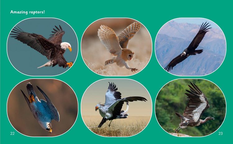Produktbild: Amazing Raptors