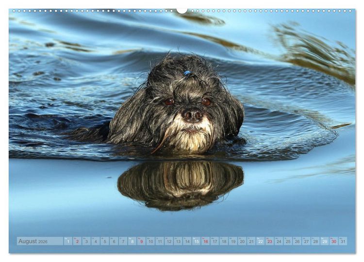 Produktbild: Tibet Terrier Theo (hochwertiger Premium Wandkalender 2026 DIN A2 quer), Kunstdruck in Hochglanz