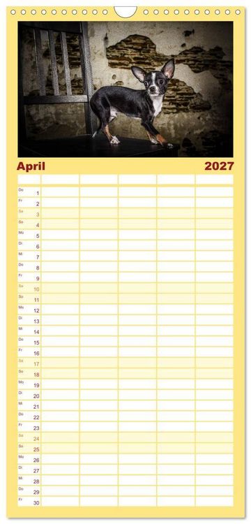 Produktbild: Familienplaner 2027 - Chihuahuas - Cool and Cute mit 5 Spalten (Wandkalender, 21 x 45 cm) CALVENDO