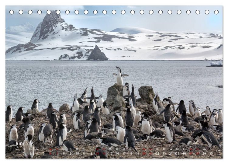 Produktbild: Antarktis, die eisige Heimat der Pinguine (Tischkalender 2026 DIN A5 quer), CALVENDO Monatskalender