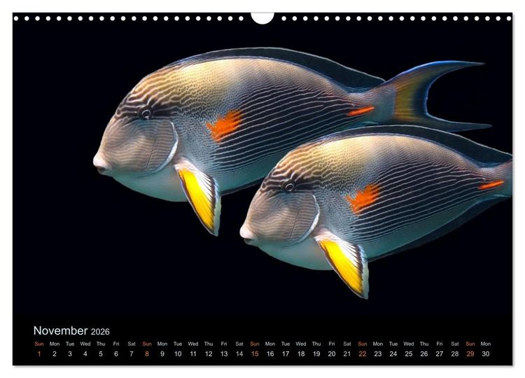 Produktbild: Water Dreams-journey through the sea (Wall Calendar 2026 DIN A3 landscape), CALVENDO 12 Month Wall Calendar