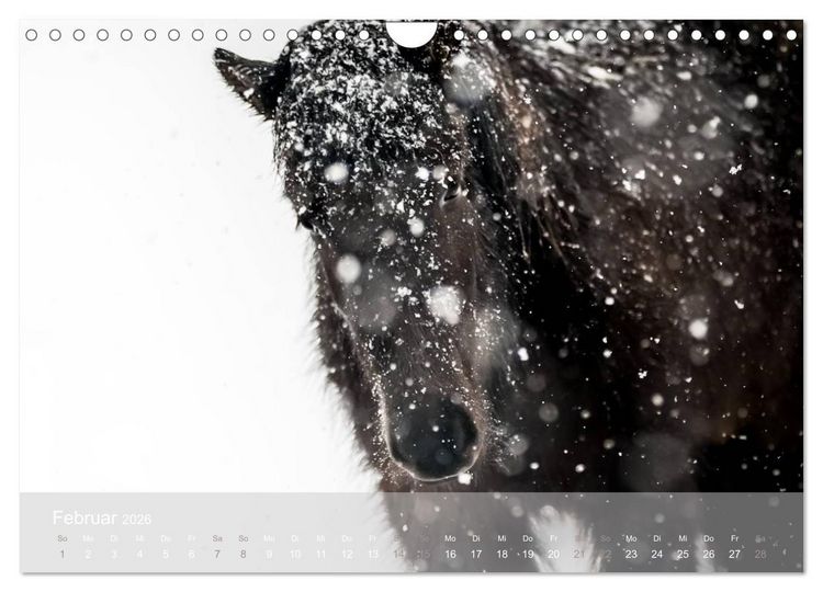 Produktbild: Islandpferde - Stolz und Stark durch Sommer und Winter (Wandkalender 2026 DIN A4 quer), CALVENDO Monatskalender