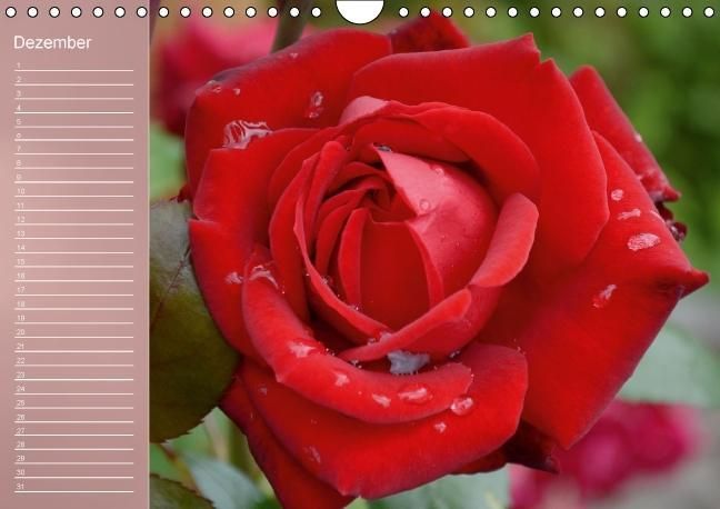 Produktbild: Zarte Sch&ouml;nheiten - Rosen (Wandkalender immerw&auml;hrend DIN A4 quer)