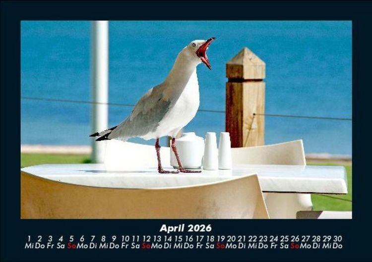 Produktbild: M&ouml;wen 2026 Fotokalender DIN A5