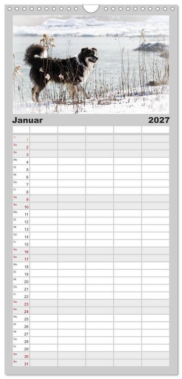 Produktbild: Familienplaner 2027 - Australian Shepherd - Traum auf vier Pfoten mit 5 Spalten (Wandkalender, 21 x 45 cm) CALVENDO