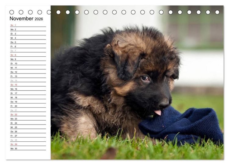 Produktbild: Deutscher Sch&auml;ferhund - Welpen (Tischkalender 2026 DIN A5 quer), CALVENDO Monatskalender