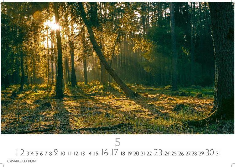 Produktbild: Wald & Natur Kalender 2027 &ndash; Wandkalender | Fotokalender Naturkalender Gro&szlig;format 35x50cm - Nat&uuml;rliche Sch&ouml;nheit & Ruhe f&uuml;r jeden Monat .
