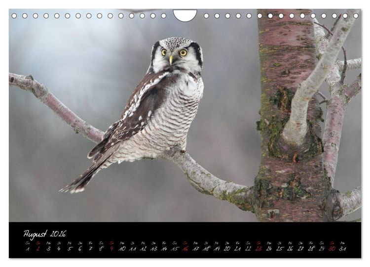 Produktbild: Heimische Eulen und Greife (Wandkalender 2026 DIN A4 quer), CALVENDO Monatskalender