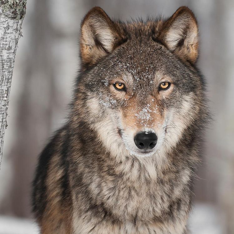 Produktbild: Wolves 2024