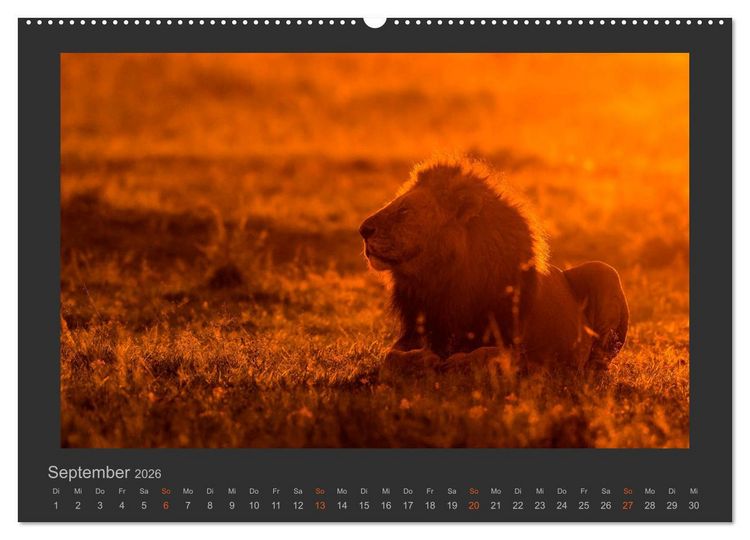 Produktbild: L&ouml;wen Wildlife-Fotografien (Wandkalender 2026 DIN A2 quer), CALVENDO Monatskalender