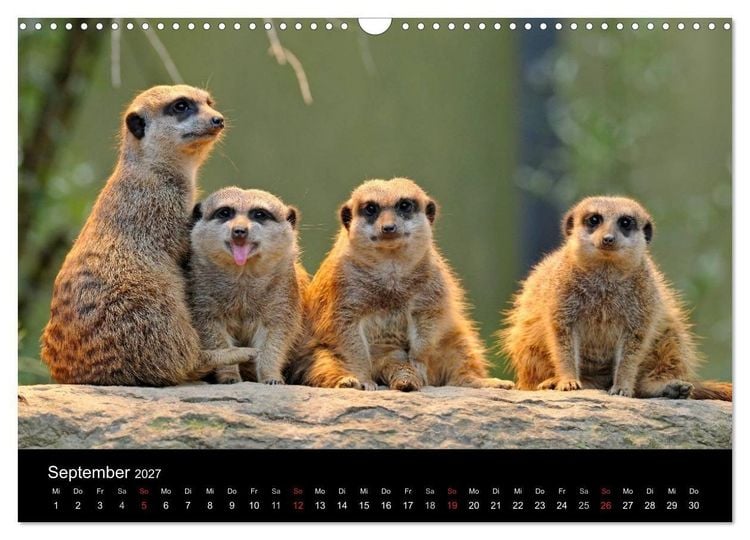 Produktbild: Erdm&auml;nnchen - Tierkinder (Wandkalender 2027 DIN A3 quer), CALVENDO Monatskalender