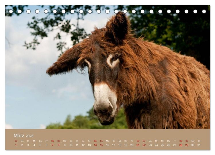 Produktbild: Baudet de Poitou - Seltene franz&ouml;sische Langohren (Tischkalender 2026 DIN A5 quer), CALVENDO Monatskalender