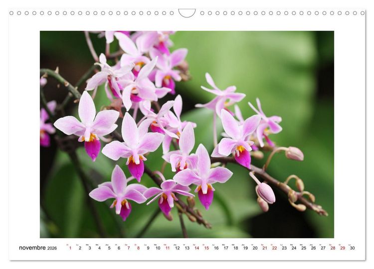 Produktbild: Mon r&ecirc;ve d'orchid&eacute;es (Calendrier mural 2026 DIN A3 vertical), CALVENDO calendrier mensuel