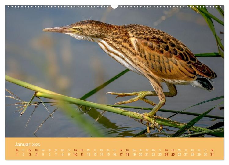Produktbild: Augen auf - versteckte Tierwelt (Wandkalender 2026 DIN A2 quer), CALVENDO Monatskalender