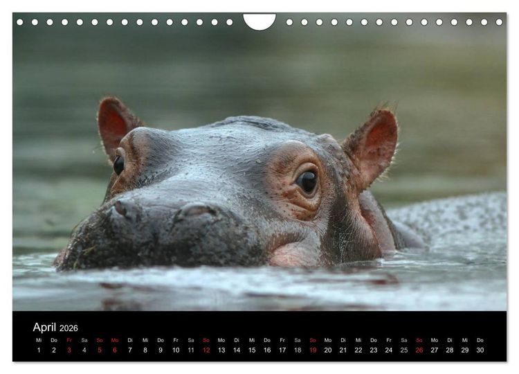 Produktbild: Tiere unserer Erde (Wandkalender 2026 DIN A4 quer), CALVENDO Monatskalender