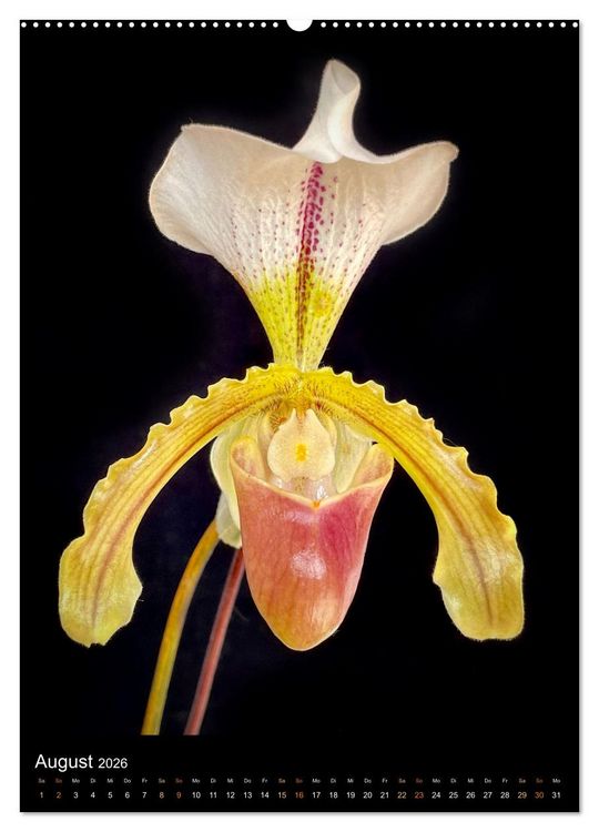 Produktbild: Orchideen - Exoten im Wohnzimmer (hochwertiger Premium Wandkalender 2026 DIN A2 hoch), Kunstdruck in Hochglanz