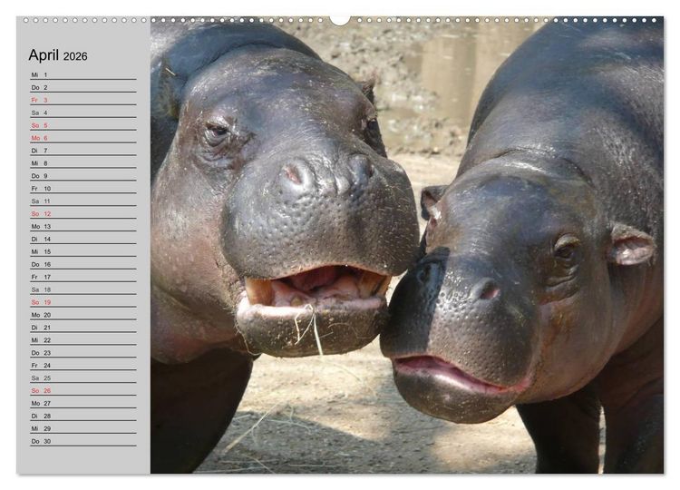 Produktbild: Nash&ouml;rner und Flusspferde (Wandkalender 2026 DIN A2 quer), CALVENDO Monatskalender