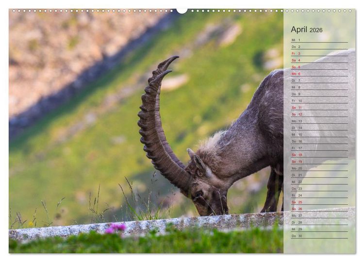 Produktbild: Bergk&ouml;nige - Steinb&ouml;cke im Blickpunkt der Naturfotografie (hochwertiger Premium Wandkalender 2026 DIN A2 quer), Kunstdruck in Hochglanz