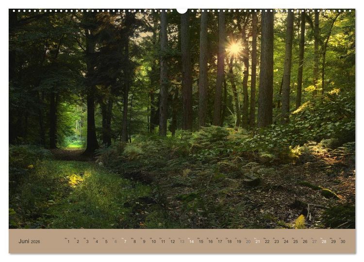 Produktbild: Unser Wald - Magische Sichten in norddeutsche W&auml;lder (Wandkalender 2026 DIN A2 quer), CALVENDO Monatskalender