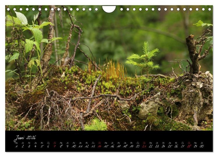 Produktbild: Wald (Wandkalender 2026 DIN A4 quer), CALVENDO Monatskalender