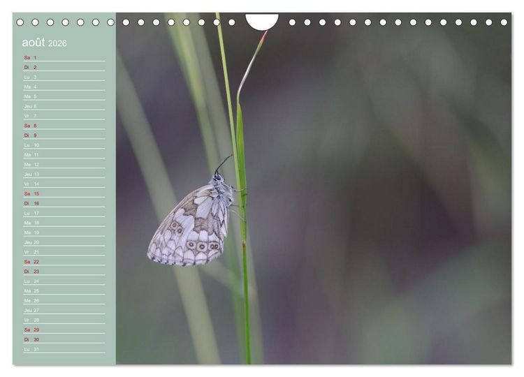 Produktbild: Merveilleux papillons (Calendrier mural 2026 DIN A4 vertical), CALVENDO calendrier mensuel