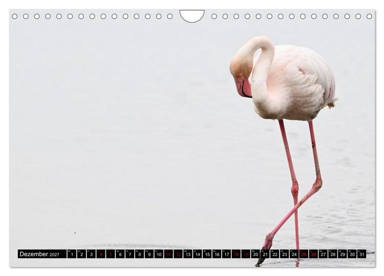 Produktbild: Mallorcas V&ouml;gel (Wandkalender 2027 DIN A4 quer), CALVENDO Monatskalender