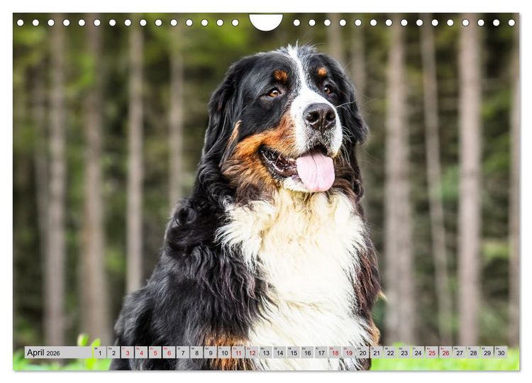 Produktbild: Berner Sennenhunde - Mit jedem Blick ein St&uuml;ck Geborgenheit (Wandkalender 2026 DIN A4 quer), CALVENDO Monatskalender