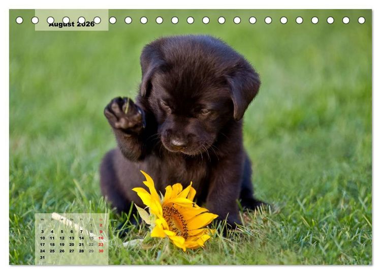 Produktbild: Welpenspa&szlig; (Tischkalender 2026 DIN A5 quer), CALVENDO Monatskalender