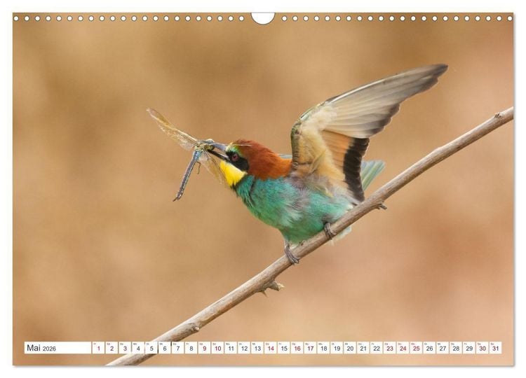 Produktbild: Bunte Flieger (Wandkalender 2026 DIN A3 quer), CALVENDO Monatskalender