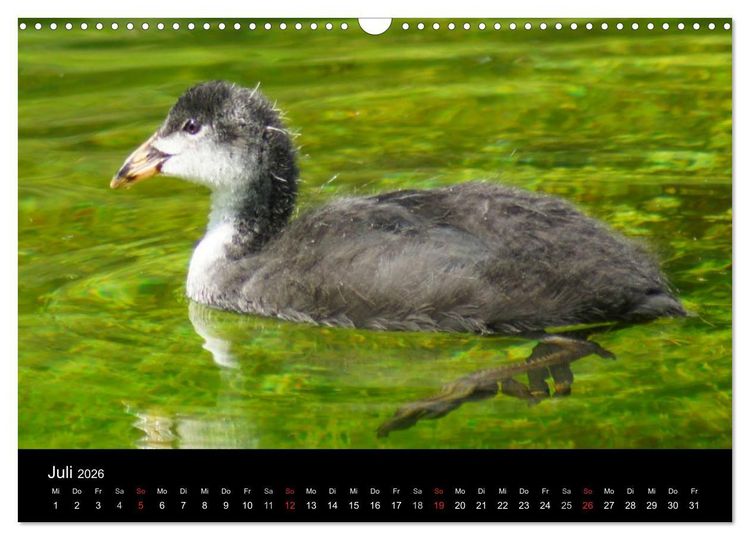 Produktbild: Das Leben der Enten (Wandkalender 2026 DIN A3 quer), CALVENDO Monatskalender