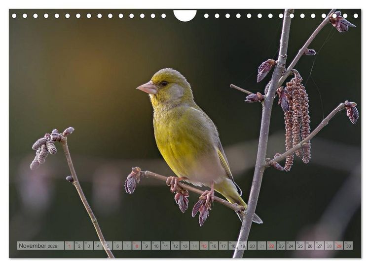 Produktbild: NATUR PUR Heimische Singv&ouml;gel (Wandkalender 2026 DIN A4 quer), CALVENDO Monatskalender