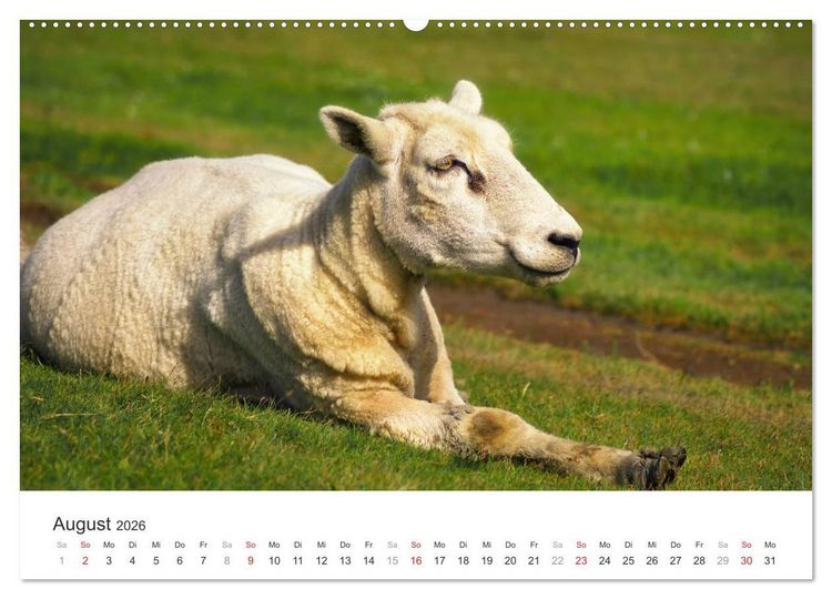 Produktbild: Eiderstedt Impressionen (hochwertiger Premium Wandkalender 2026 DIN A2 quer), Kunstdruck in Hochglanz