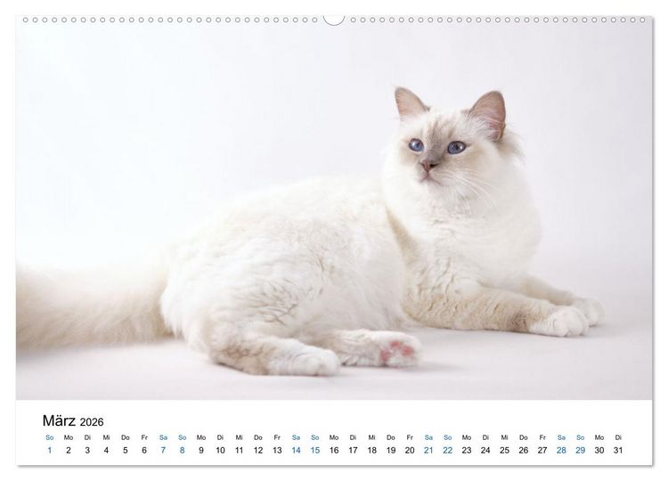 Produktbild: Heilige Birma Katzen mit traumhaft blauen Augen und wei&szlig;en Pf&ouml;tchen (Wandkalender 2026 DIN A2 quer), CALVENDO Monatskalender