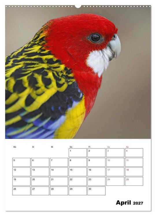 Produktbild: Papageien - Graupapagei, Rosella und Co. (hochwertiger Premium Wandkalender 2027 DIN A2 hoch), Kunstdruck in Hochglanz
