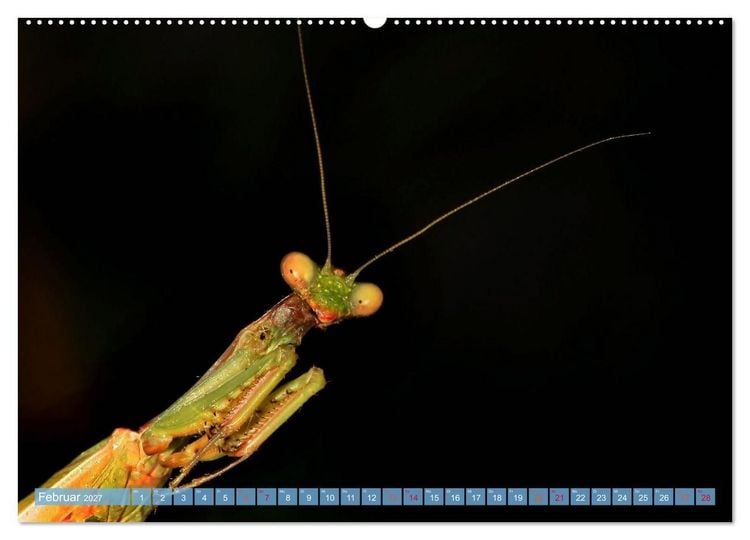 Produktbild: INSEKTENGESICHTER (hochwertiger Premium Wandkalender 2027 DIN A2 quer), Kunstdruck in Hochglanz