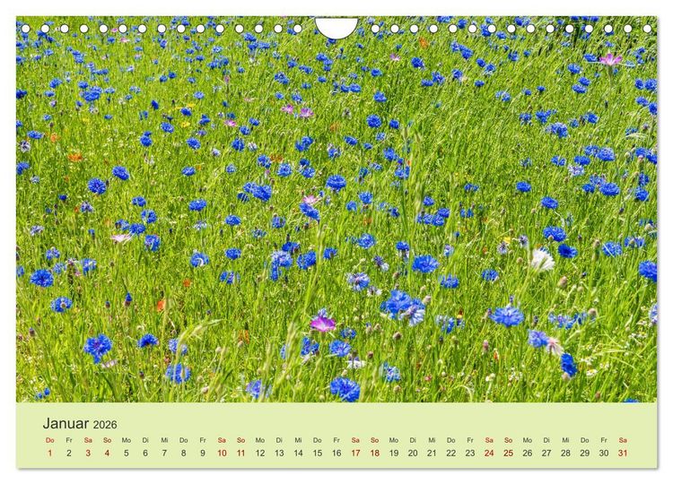 Produktbild: Wilde Blumen - ein Spaziergang durch die Natur (Wandkalender 2026 DIN A4 quer), CALVENDO Monatskalender