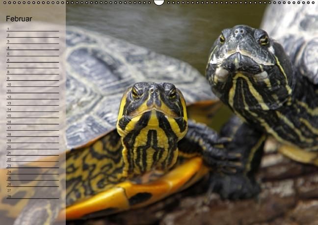 Produktbild: Schildkr&ouml;ten Geburtstagskalender (Wandkalender immerw&auml;hrend DIN A2 quer)
