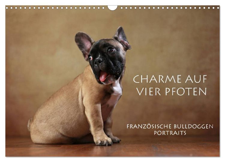 Produktbild: Charme auf vier Pfoten - Franz&ouml;sische Bulldoggen Portraits (Wandkalender 2026 DIN A3 quer), CALVENDO Monatskalender