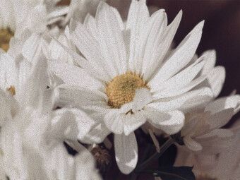 Produktbild: CALVENDO Puzzle Magerite | 1000 Teile Lege-Gr&ouml;&szlig;e 64x48cm Foto-Puzzle f&uuml;r gl&uuml;ckliche Stunden