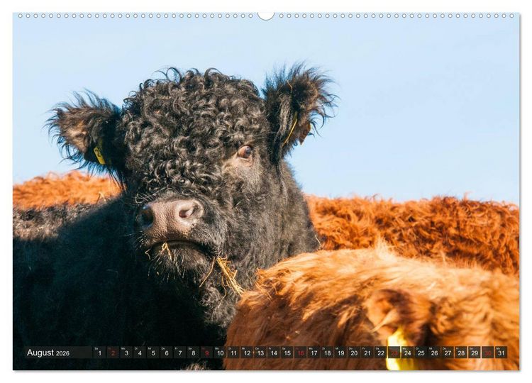Produktbild: Sch&ouml;ne Schotten - Galloway im Portr&auml;t (Wandkalender 2026 DIN A2 quer), CALVENDO Monatskalender