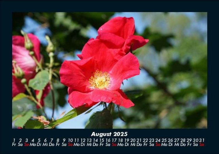 Produktbild: Blumentr&auml;ume 2025 Fotokalender DIN A5