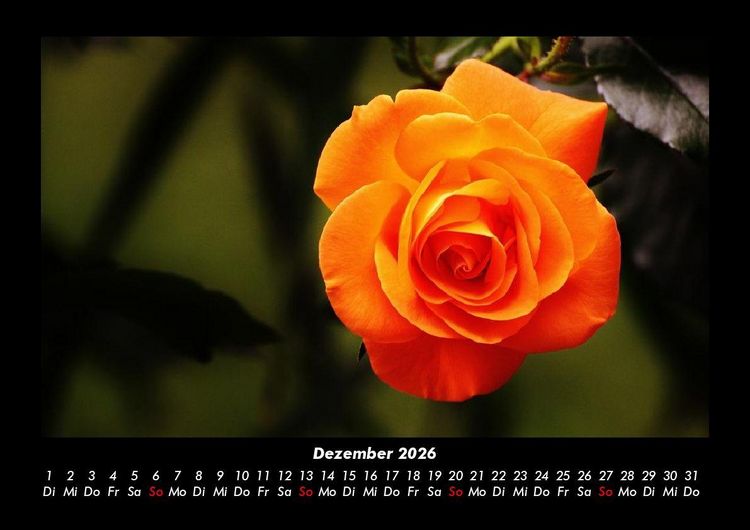 Produktbild: Rosentraum 2026 Fotokalender DIN A3