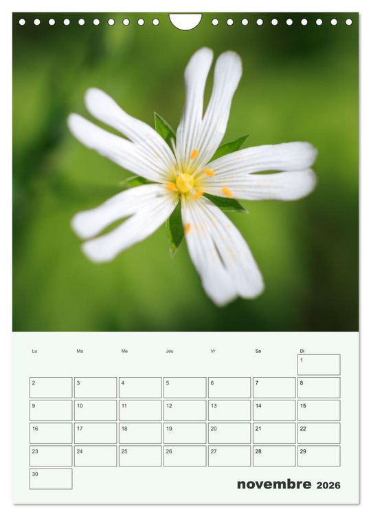 Produktbild: Les fleurs, &eacute;ternelles &eacute;phem&egrave;res (Calendrier mural 2026 DIN A4 horizontal), CALVENDO calendrier mensuel