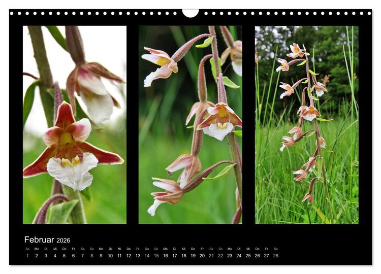 Produktbild: Heimische Orchideen im Dreierpack (Wandkalender 2026 DIN A3 quer), CALVENDO Monatskalender