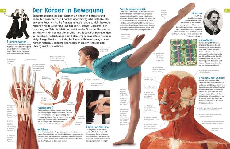 Produktbild: Memo Wissen entdecken. Der K&ouml;rper