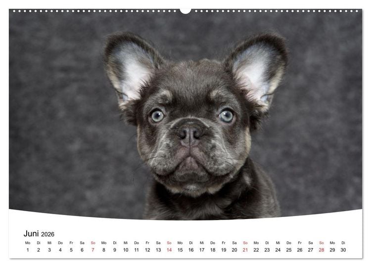 Produktbild: Bullys - Franz&ouml;sische Bulldoggen 2026 (Wandkalender 2026 DIN A2 quer), CALVENDO Monatskalender